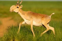 Loài linh dương mang mũi “siêu to khổng lồ” ra đe doạ đối thủ