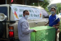 Trăn đất bỗng dưng “lạc trôi” trên biển Hà Tĩnh: Quý hiếm thế nào? 