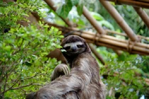 Loài động vật đặc biệt lề mề nhất trên cạn nhưng bơi... cực nhanh