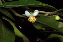 Cận cảnh hoa trà my tí hon siêu đẹp mới phát hiện ở Việt Nam