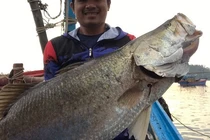Cá chẽm “khủng” ở Quảng Ngãi: Cần thủ chinh phục cách nào?