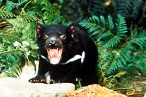 Quỷ Tasmania xuất hiện tại Australia sau hàng nghìn năm biến mất