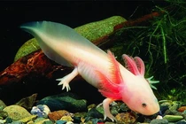 Rợn người loài động vật có nọc độc nguy hiểm nhất thế giới