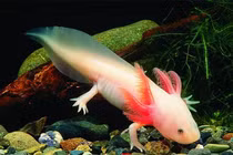 Rợn người loài động vật có nọc độc nguy hiểm nhất thế giới