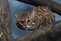 Sửng sốt loài mèo xinh như thiên thần nhưng máu lạnh nhất thế gian 