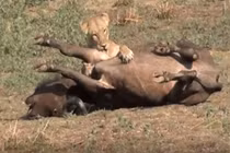 Video: Nghìn con trâu rừng giải nguy đồng loại