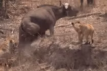 Video: Trâu rừng gặp nạn, “500 anh em” lao tới uy hiếp sư tử