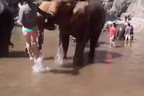 Video: Voi nổi điên, húc văng nữ du khách xinh đẹp lên không trung