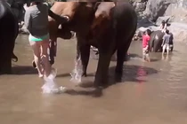 Video: Voi nổi điên, húc văng nữ du khách xinh đẹp lên không trung