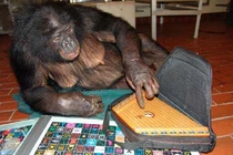 Heo bất ngờ xuất hiện trong top động vật... thông minh nhất hành tinh