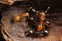 Sự thật kinh hoàng về loài kiến bất tử nổi tiếng nhất TG 