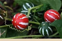 Lũ trẻ phát hiện dưa hấu mini sặc sỡ, chuyên gia: "Tránh xa ngay!" 