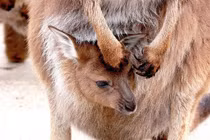 Chuột Kangaroo có thể ngừng sinh con cho đến khi chúng muốn