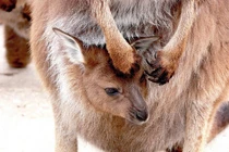 Chuột Kangaroo có thể ngừng sinh con cho đến khi chúng muốn