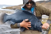 Câu được "quái vật" khủng răng nhọn, cần thủ thả ngay khi biết lai lịch