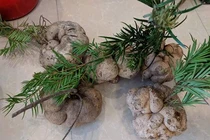 Phát sốt loại nấm "tốt hơn nhân sâm, đắt ngang vàng ròng" ở Hoàng Liên Sơn