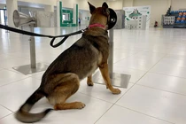 Kinh ngạc đội chó đặc nhiệm chuyên đánh hơi… COVID-19