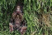 Bướm mặt quỷ ở Cao Bằng đáng sợ từ ngoại hình tới... tính cách