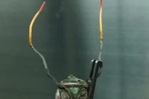 Tưởng “kinh dị”, đông trùng hạ thảo bọ xít quý đến mức nào? 