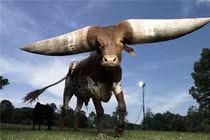 Rơi xuống từ đâu cũng không chết và sự thật khó tin về động vật