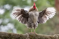 Tháng 7/2022: 3 con giáp đáng thương, tiền tài lao dốc, dễ gặp họa trắng tay