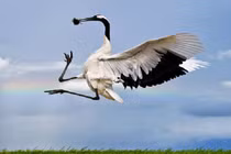 Loài cò xuất hiện ở Quảng Trị: Quý hiếm, nguy cơ tuyệt chủng