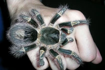 Kinh dị những loài nhện khổng lồ không dành cho hội yếu tim