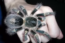 Kinh dị những loài nhện khổng lồ không dành cho hội yếu tim