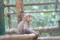 Hai mẹ con Voọc xám ở Thanh Hóa quý hiếm sao được giải cứu gấp? 