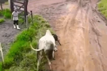 Video: Cố tình gây sự, chó Pitbull bị bò húc văng lên không trung