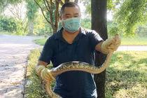 Tận mục 5 động vật quý hiếm được VQG Hà Tĩnh thả về rừng 