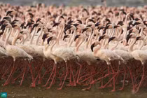 Cá hồi đỏ và những loài vật có vẻ ngoài rực rỡ như hoa