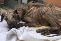 Chú chó lang thang gầy như que củi “lột xác” khiến dân mạng bất ngờ