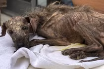 Chú chó lang thang gầy như que củi “lột xác” khiến dân mạng bất ngờ