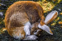 Thỏ không phải loài vật hiền lành, chúng còn ăn cả xác động vật