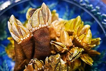 Nhặt vật lạ giống chân rùa, chàng trai vỡ òa khi biết giá trị thật 