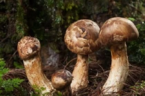 Tò mò loại nấm ẩn mình cực hiếm, đại gia ráo riết săn lùng