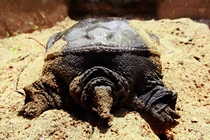 Kinh ngạc loài như “thủy quái” người Việt nuôi nhàn tênh, kiếm bộn tiền 