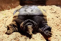 Kinh ngạc loài như “thủy quái” người Việt nuôi nhàn tênh, kiếm bộn tiền 