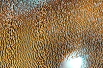 NASA công bố hình ảnh khó tin trên sao Hỏa, không ngờ đẹp tuyệt