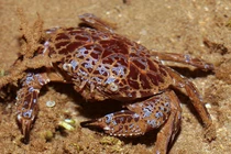 Loài cua có thể gây chết người trong thời gian ngắn