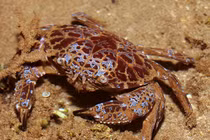 Loài cua có thể gây chết người trong thời gian ngắn