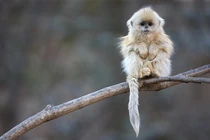 Vọoc mũi hếch “chảnh” cỡ nào mà mất nửa thế kỷ mới quay được?