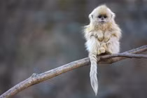 Vọoc mũi hếch “chảnh” cỡ nào mà mất nửa thế kỷ mới quay được?