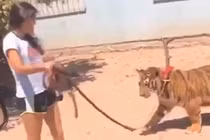 Cô gái dắt hổ Bengal quý hiếm như dắt chó đi dạo trên phố