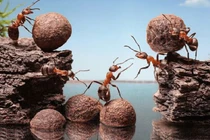 Lý giải khả năng “bất tử”, rơi từ nóc nhà không chết của loài kiến