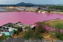 Thủ phạm gây màu tím ngắt trên đầm nước Bà Rịa - Vũng Tàu