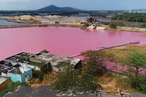 Thủ phạm gây màu tím ngắt trên đầm nước Bà Rịa - Vũng Tàu