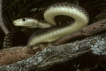 Giật mình loài rắn “hai chân”, nọc độc gấp 5 lần hổ mang chúa