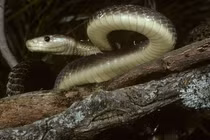 Giật mình loài rắn “hai chân”, nọc độc gấp 5 lần hổ mang chúa